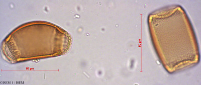 ISEM 1/Banksia_attenuata_39355/Banksia_attenuata_39355_0001(copy)_thumb.jpg